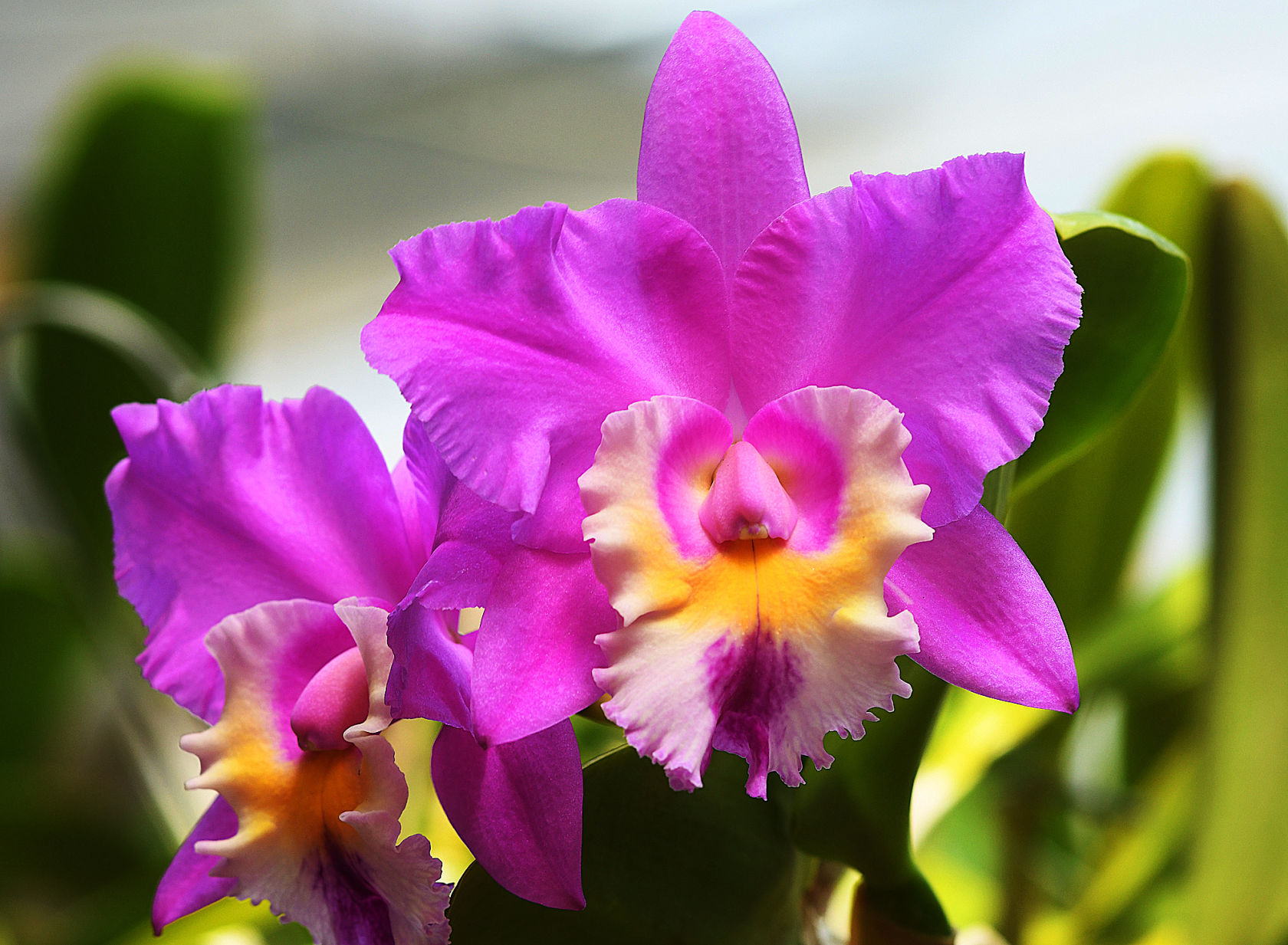 Orchids 3.jpg